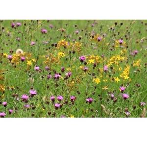 Reg's Wildflower Seed - 15g